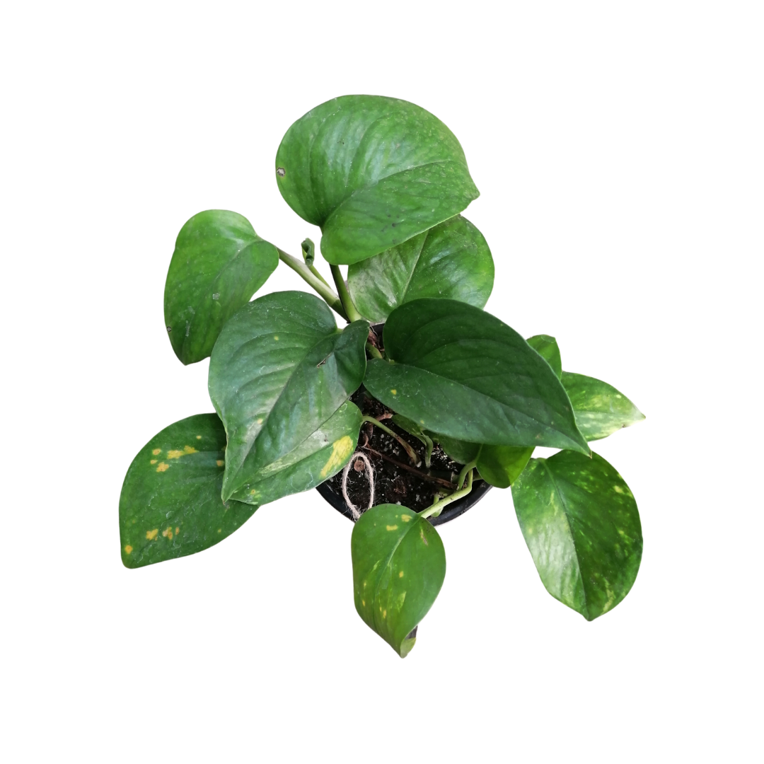 Scindapsus Pictus Variegado | Satin Pothus Variegado | M