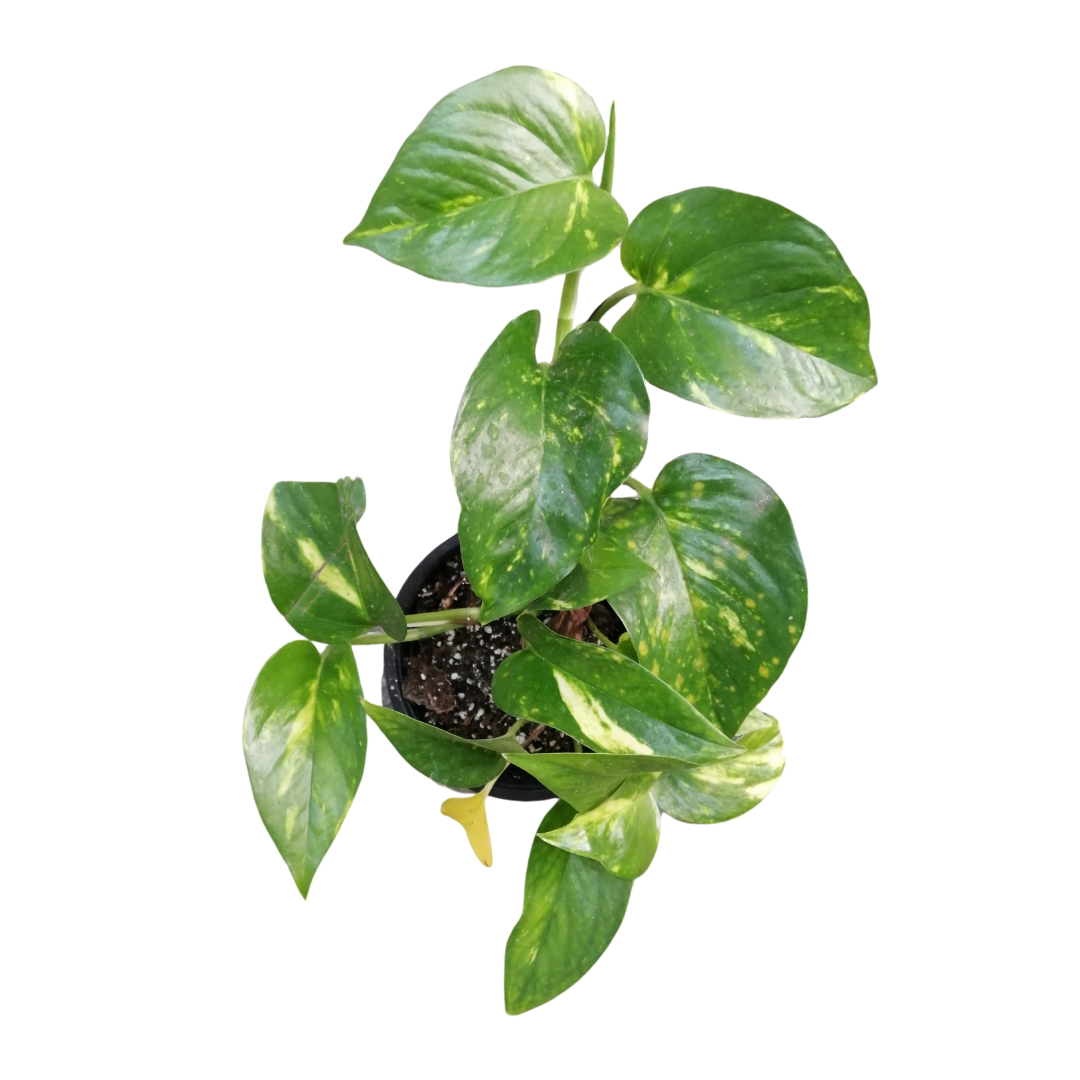 Scindapsus Pictus Variegado | Satin Pothus Variegado | M