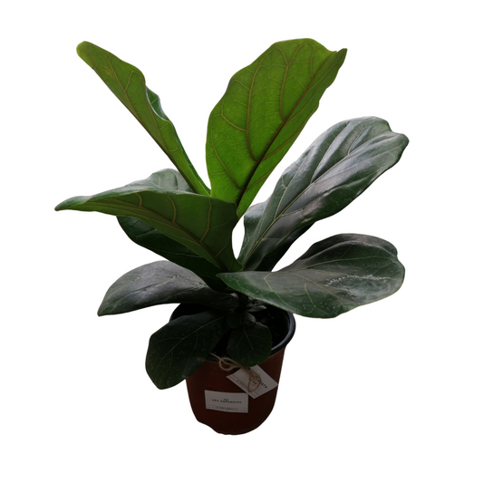 Ficus Lyrata | Gomero Pera | M