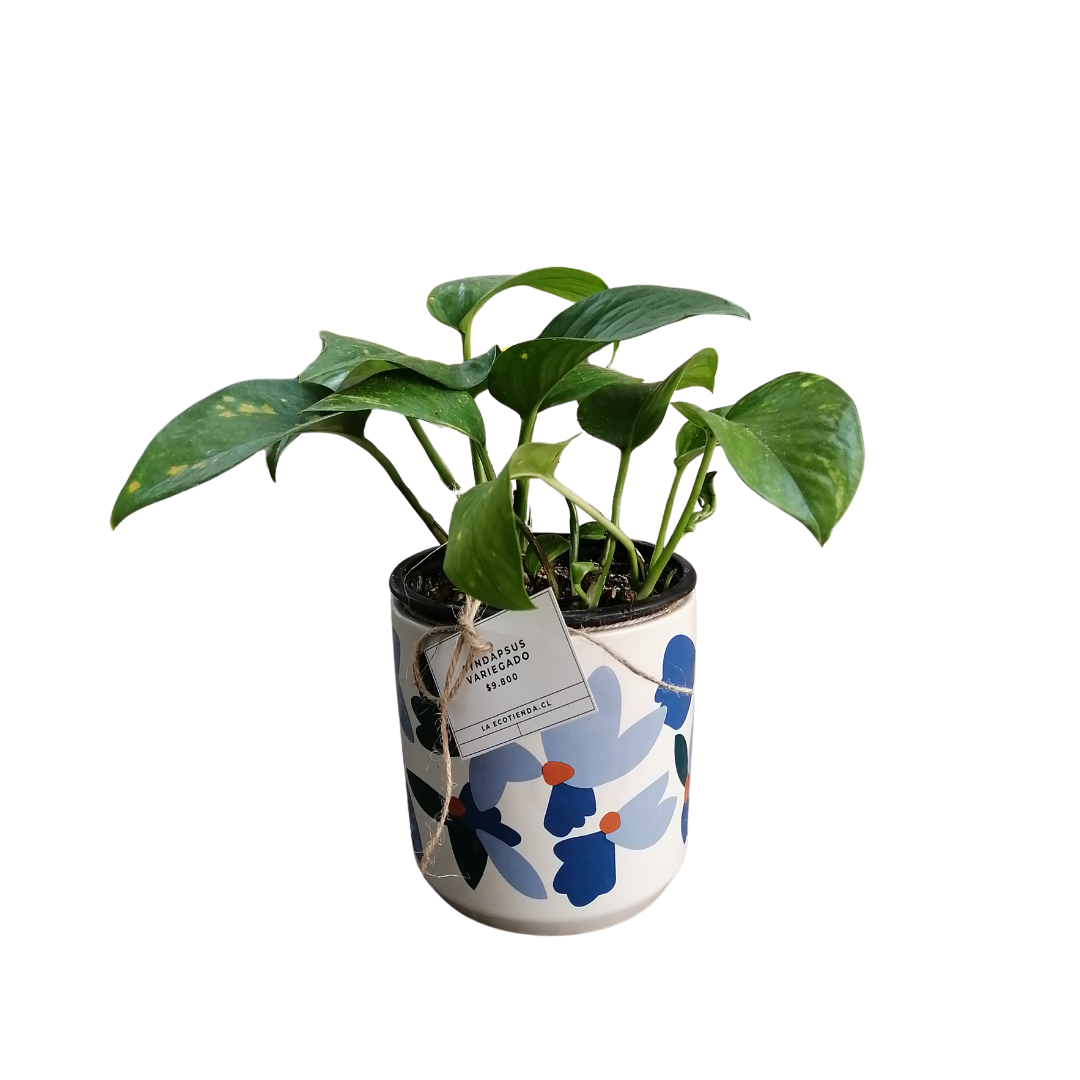 Scindapsus Pictus Variegado | Satin Pothus Variegado | M