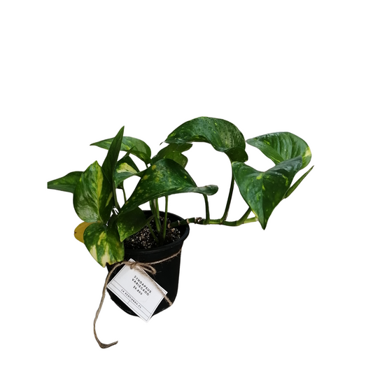 Scindapsus Pictus Variegado | Satin Pothus Variegado | M