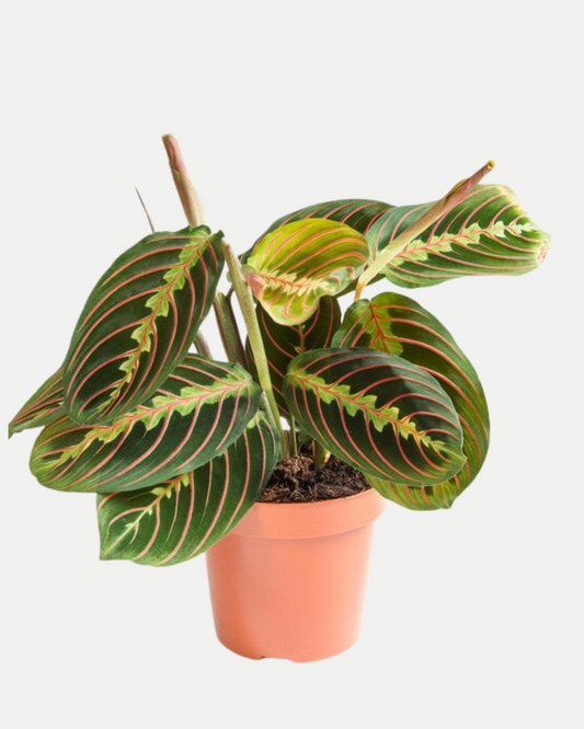 Maranta Leuconera | S