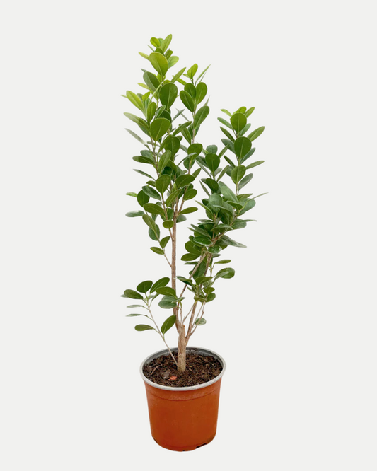 Ficus Moclame | M