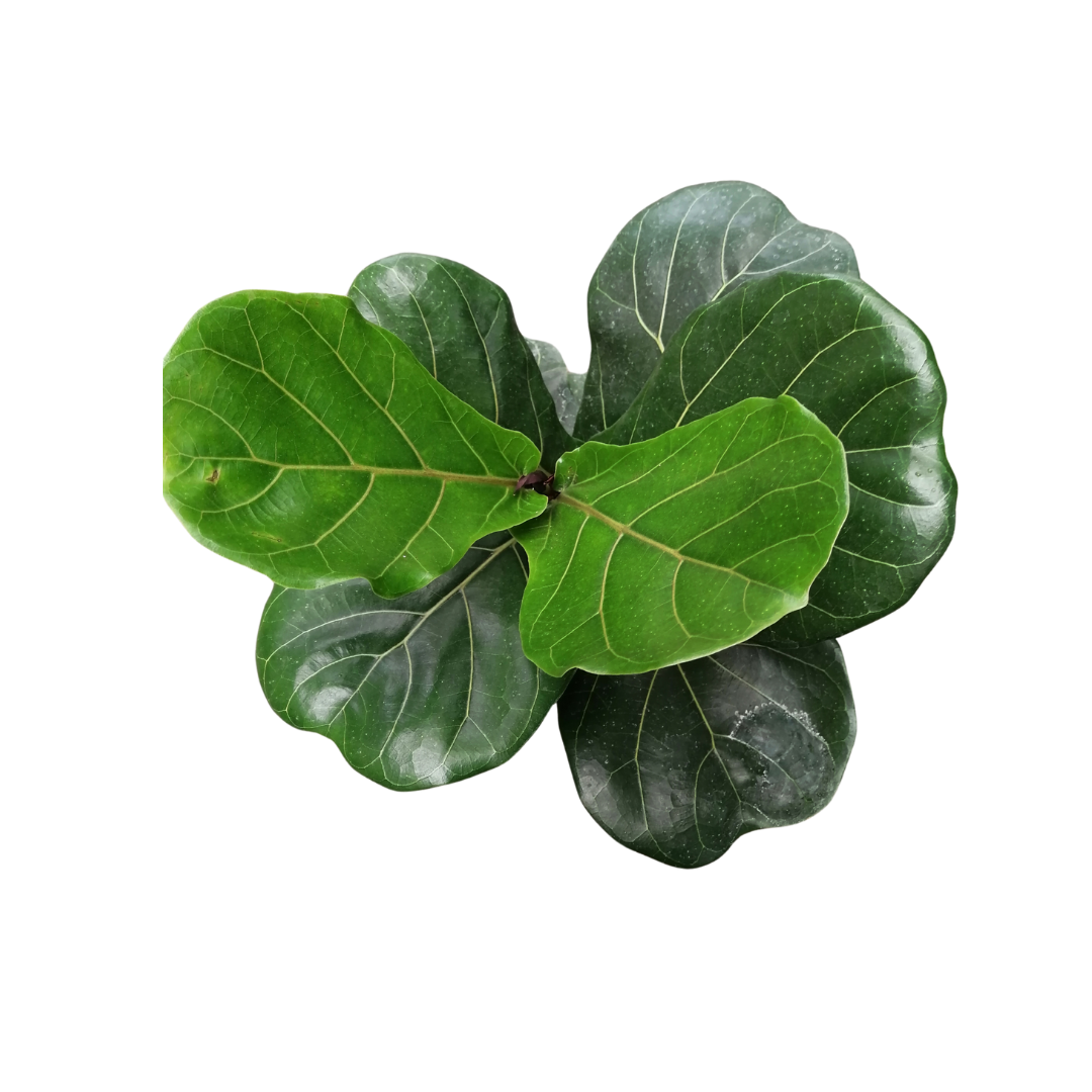 Ficus Lyrata | Gomero Pera | M