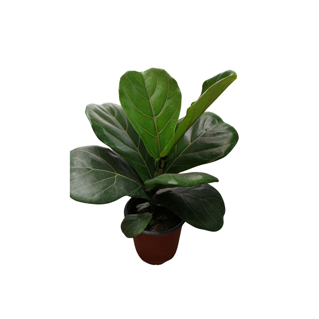 Ficus Lyrata | Gomero Pera | M