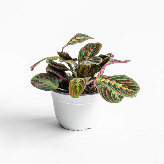 Maranta Leuconera | M