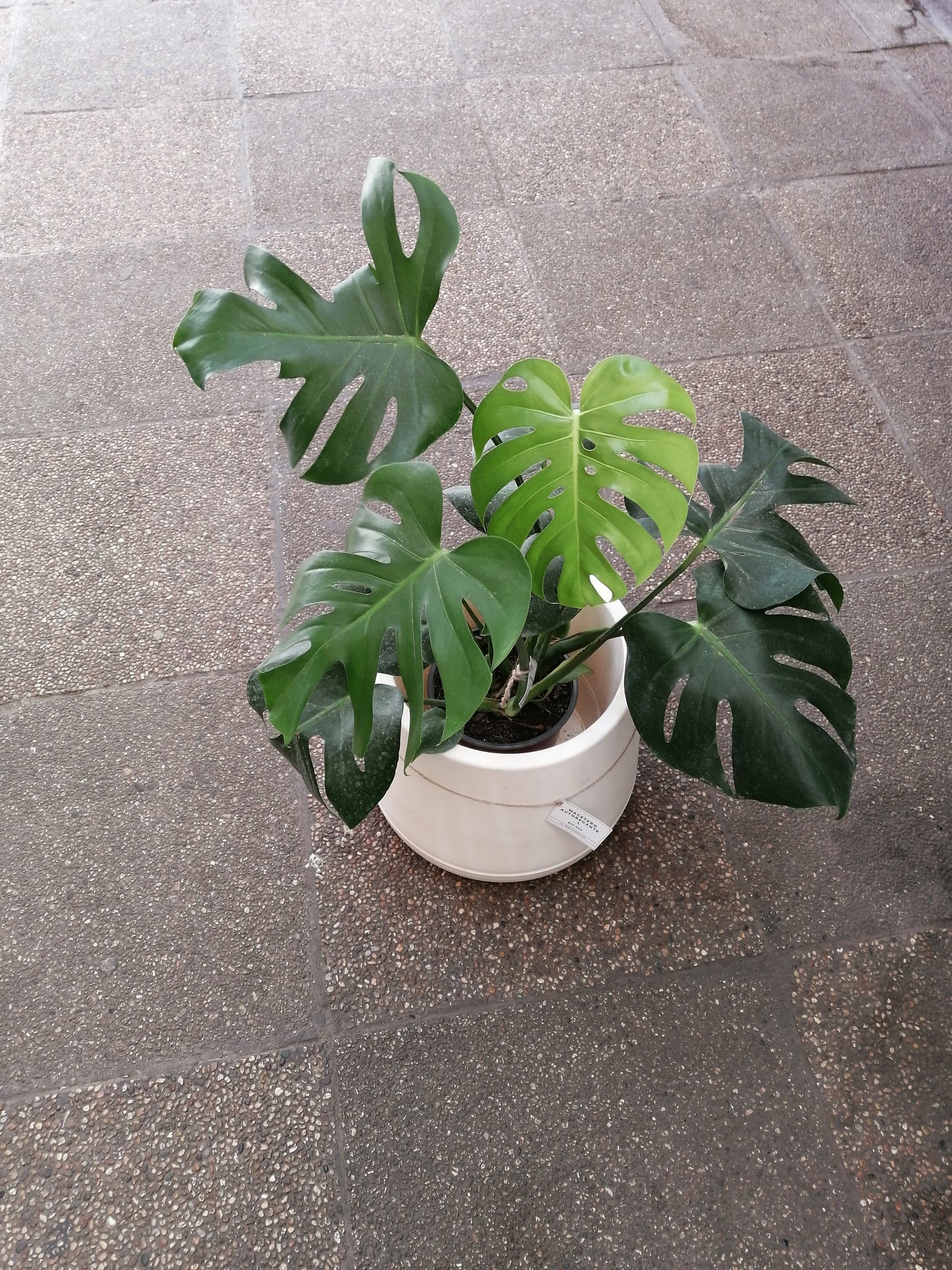 Monstera deliciosa | tamaño M