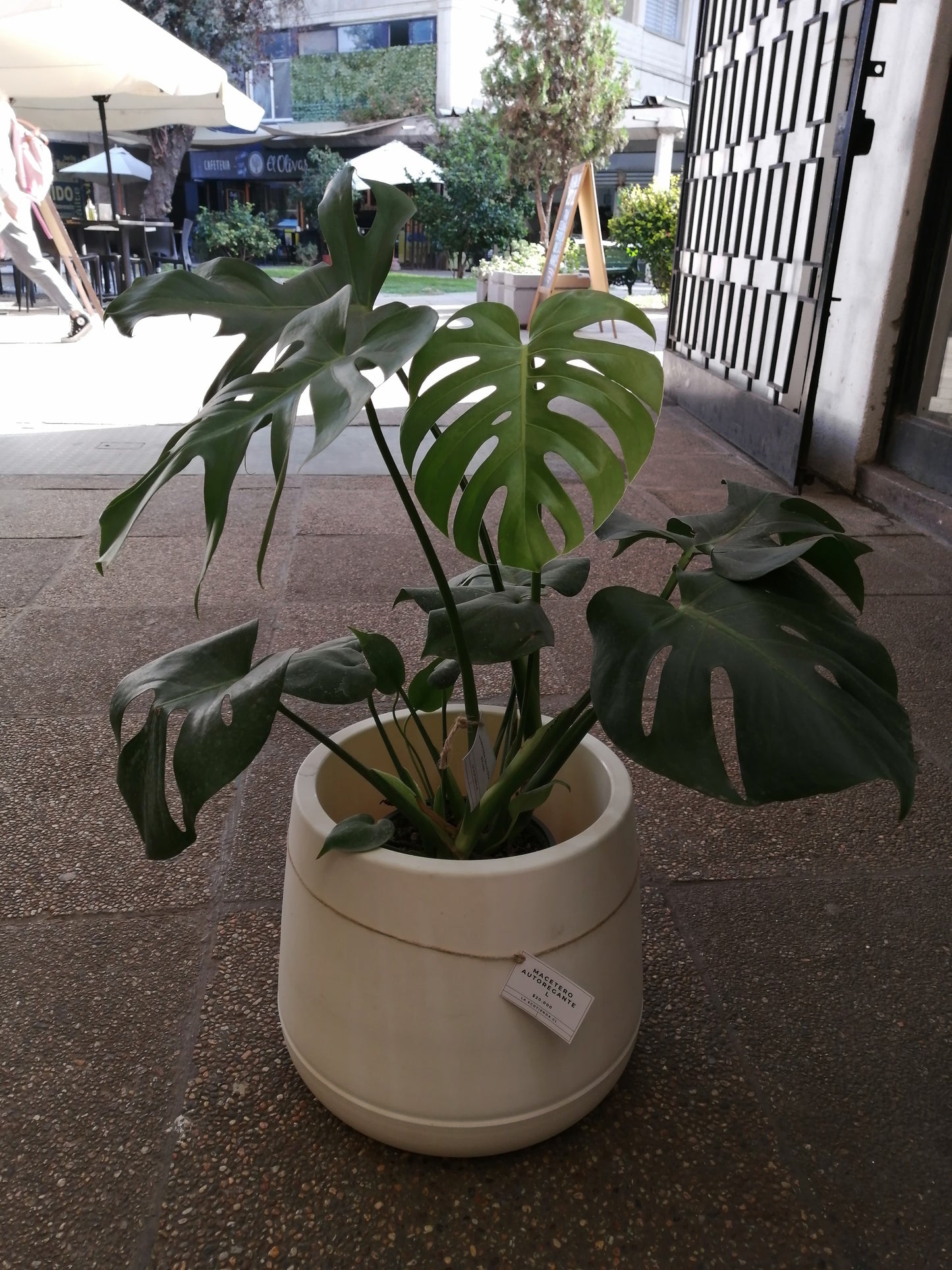 Monstera deliciosa | tamaño M